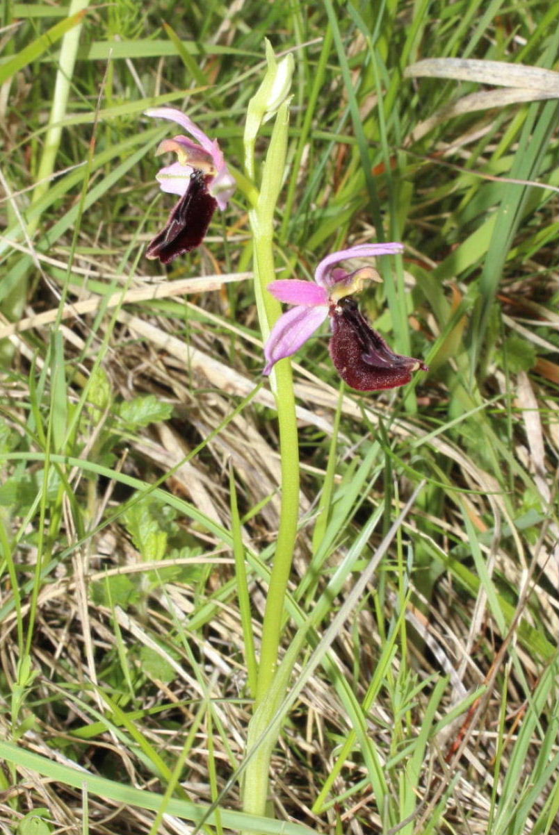 Ophrys romolinii o benacensis ??